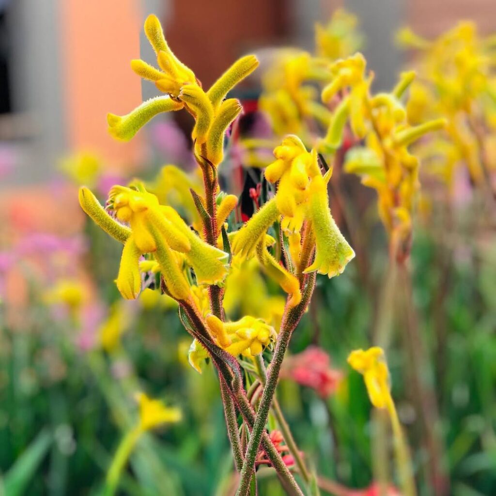 Pata-de-canguru: a flor australiana que transforma jardins com textura e cor