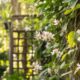 Cansado de muros sem vida? Esta trepadeira delicada cria uma cerca viva florida sem 'engolir' o seu jardim.