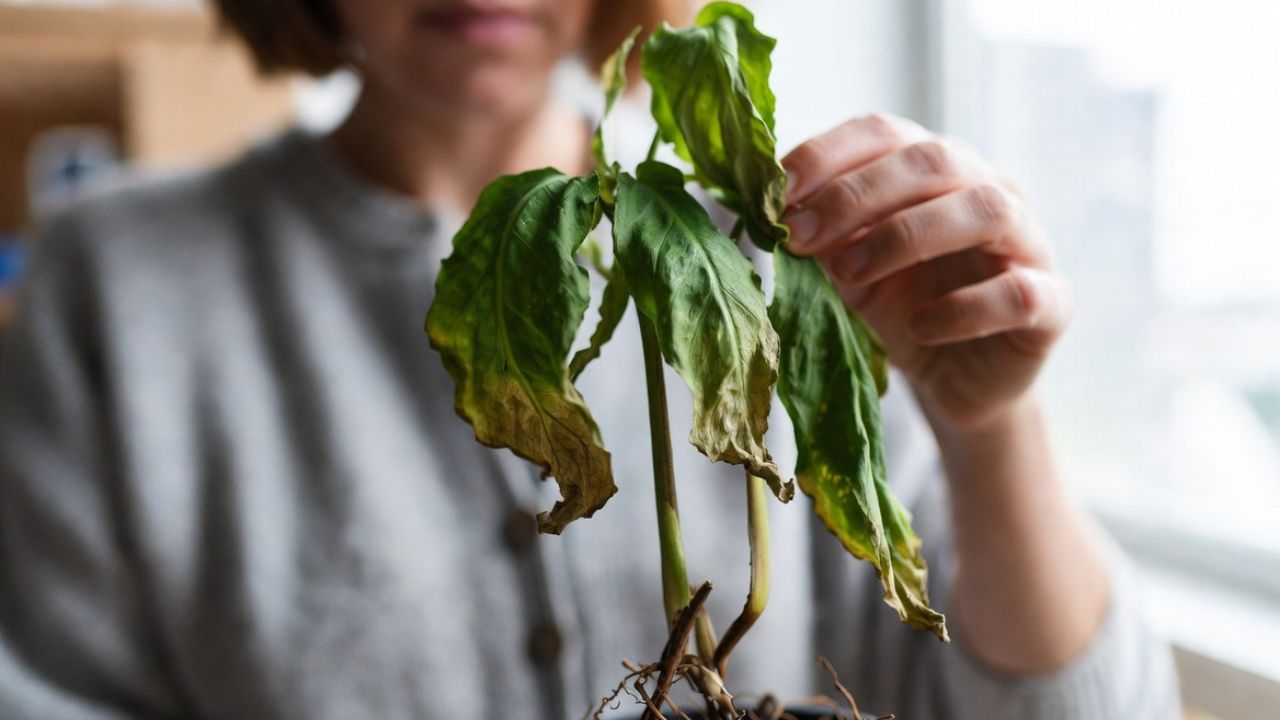 Voltou de viagem e encontrou a planta murcha? Veja como saber se ainda há chance de recuperação
