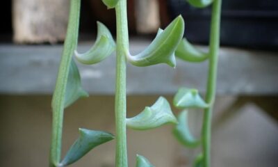 Essa suculenta parece um colar de golfinhos e virou objeto de desejo entre colecionadores e fãs de decoração verde