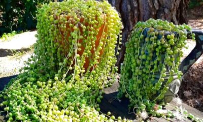 Essa planta pendente parece frágil, mas encanta jardineiros no mundo todo