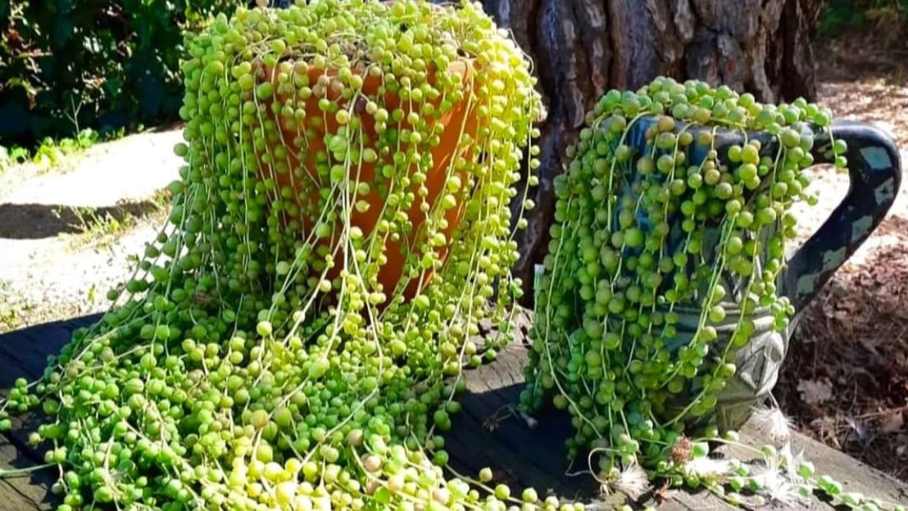 Essa planta pendente parece frágil, mas encanta jardineiros no mundo todo
